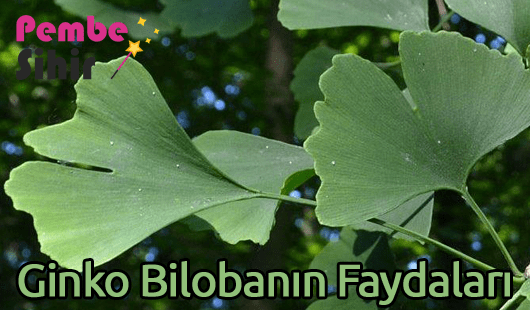 Ginko Bilobanın Faydaları