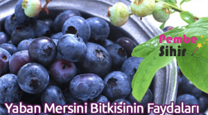 Yaban Mersini Bitkisinin Faydaları