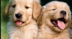 Rüyada Köpek Görmek Ne Anlama Geliyor?